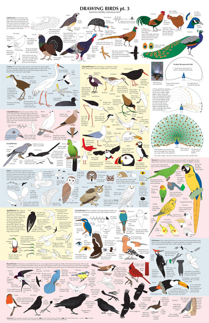 Drawing Birds part 3 by Majnouna