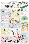 Drawing Birds part 3 by Majnouna