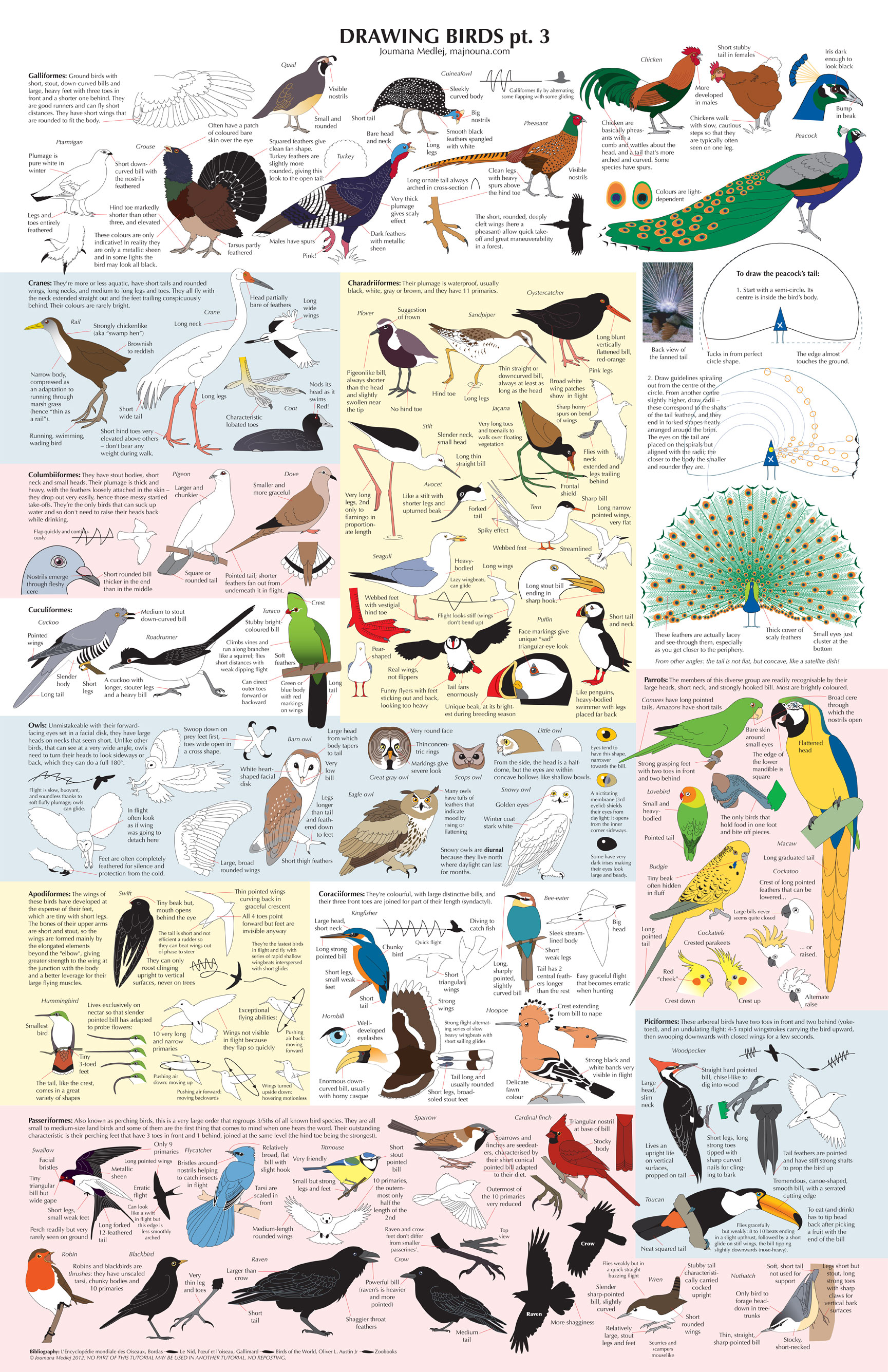 Drawing Birds part 3 by Majnouna
