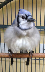 Charlie the Blue Jay