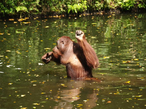 Orang Utan in Water