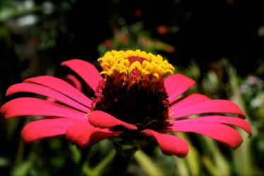 Flower on macro