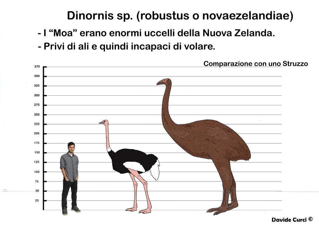 Moa size comparison by MrDavidcartoon on DeviantArt