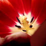 Tulip Close Up 9