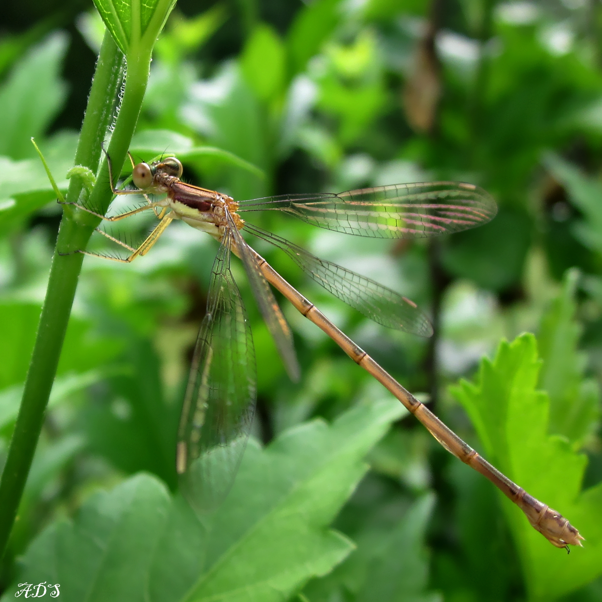 Resting Damselfly