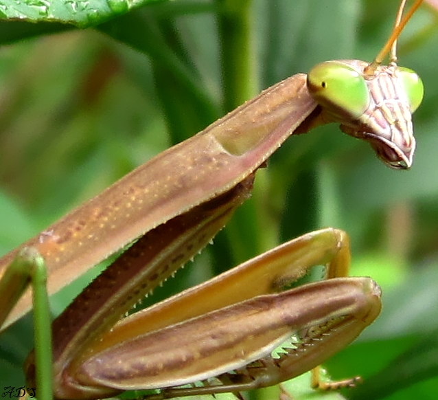 Tenodera