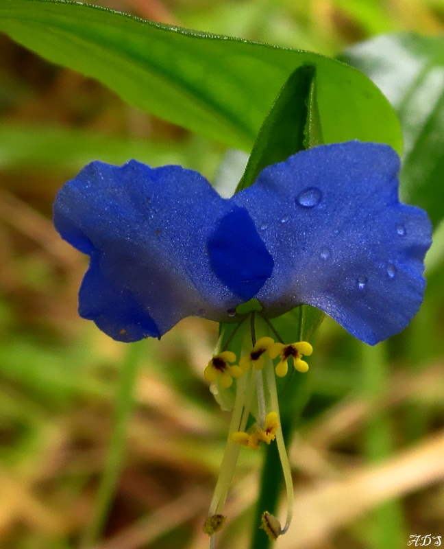 Dayflower