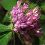 Red Clover Flowers