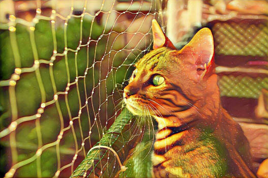 cat and fence