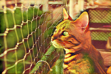 cat and fence