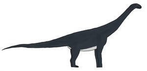 Cetiosaurus