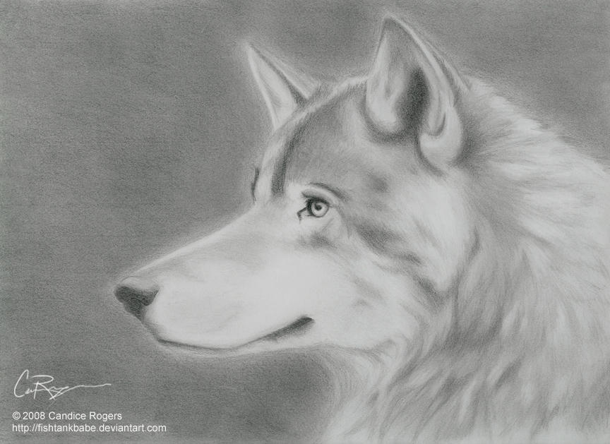 Wolf 2 - Pencil by fishtankbabe