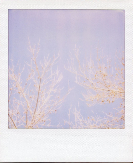 Winter Trees