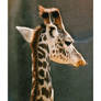 Giraffe Portrait