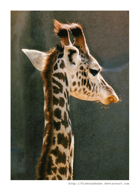 Giraffe Portrait