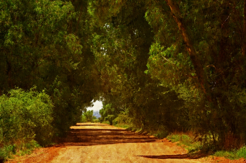 Tunnel of trees