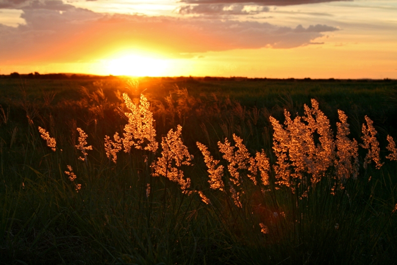 Grass sunset