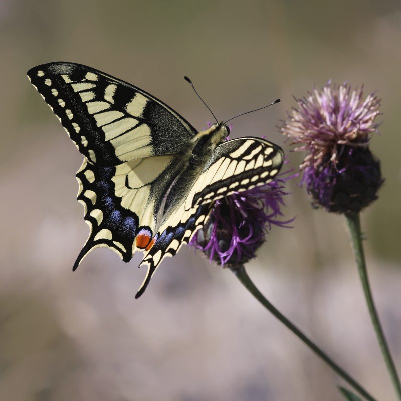 Papilio machaon