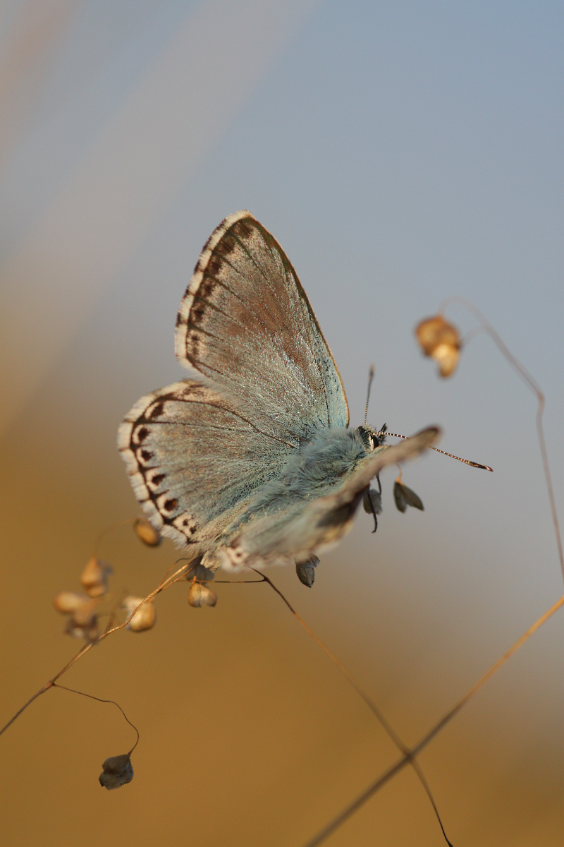 Polyommatus coridon II