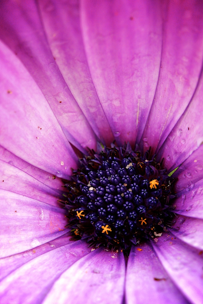 Purple Flower