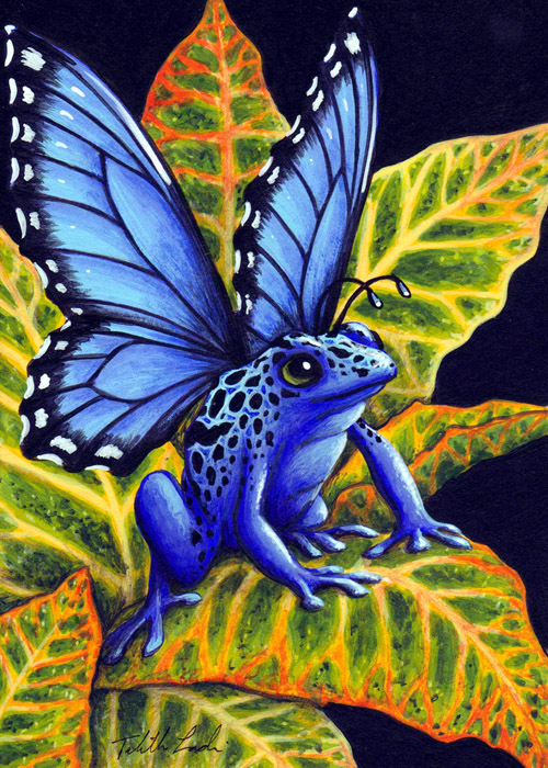 Blue Poison Fairy Frog