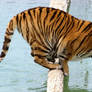 Tiger Crouch