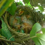 baby birds 3