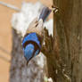 Superb Blue Fairy Wren