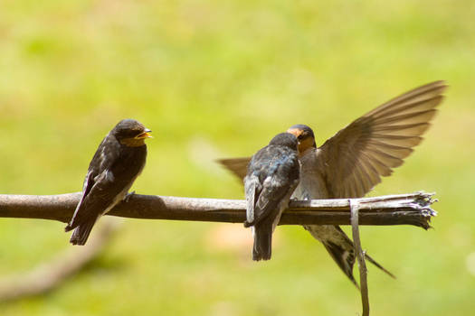 Feeding