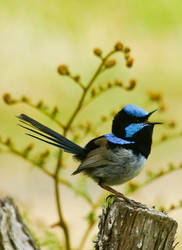 Superb Blue Fairy Wren