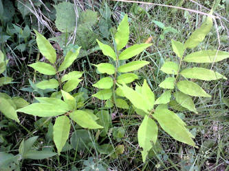 we three plants