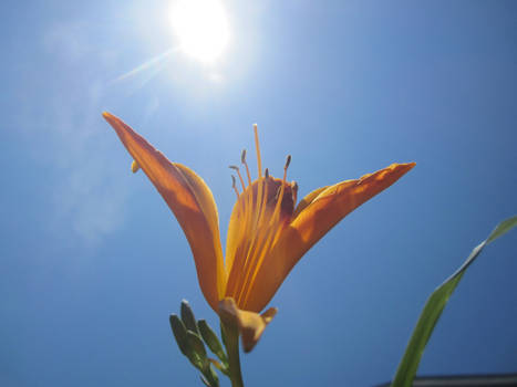 Lonely Flower in June