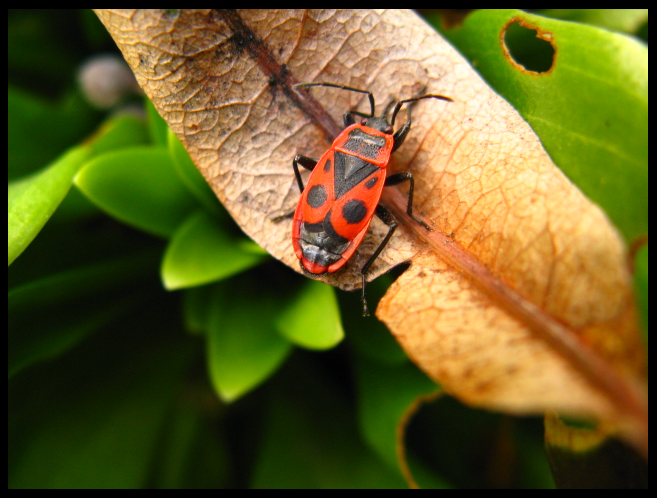 Poisonous Orange