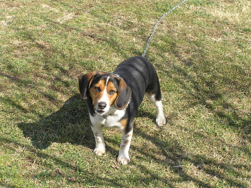 Barkisland Rascal rascal 2 by amishgirlbrooklyn on DeviantArt