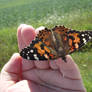 vanessa cardui