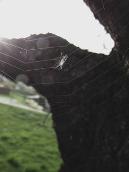 Web.