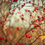 Rose Hips