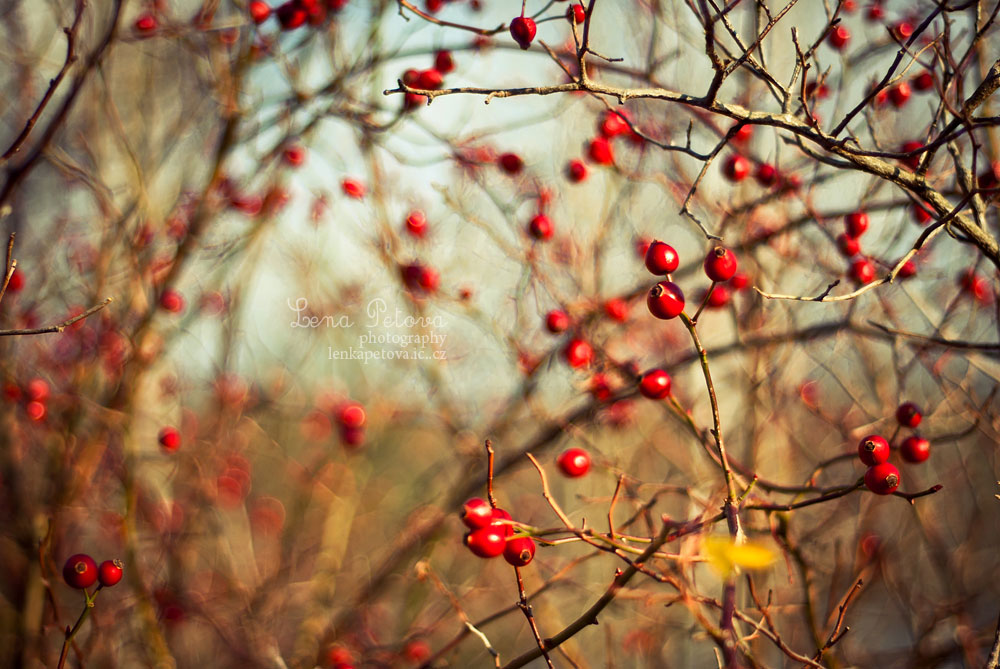 Rose Hips