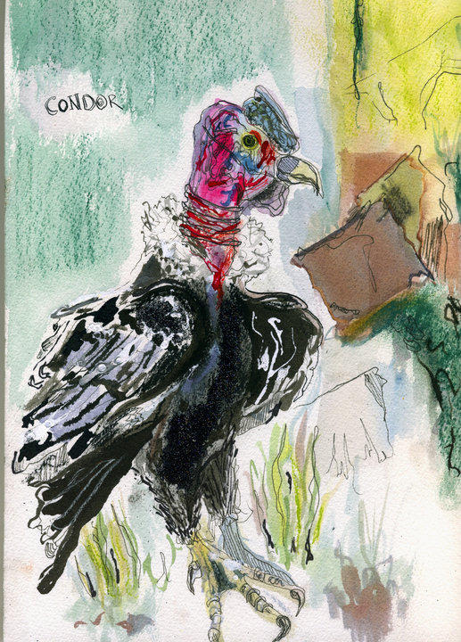 condor