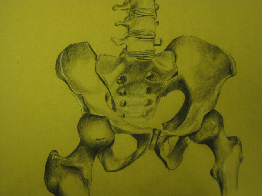 Left Hip Drawing Hip Anatomy by OfficialKushArt on DeviantArt