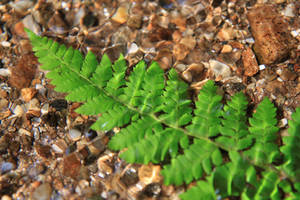 Fern in water