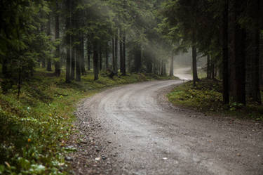 Forest road in the rain. 2