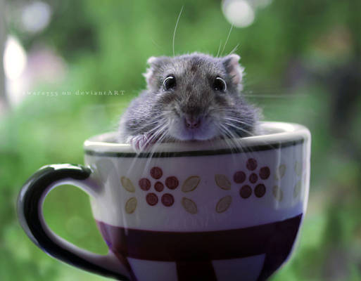 Just a h a m s t e r in a teacup