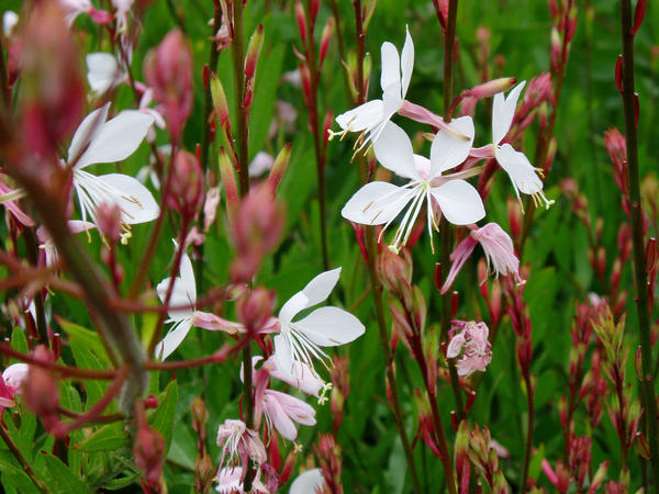 Flowers 3