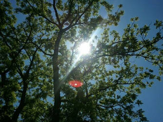 Trampoline view