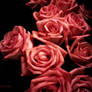 roses in darkness..