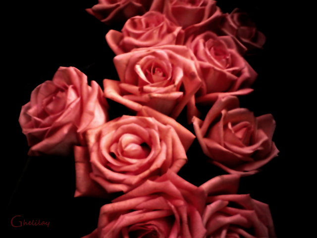 roses in darkness..