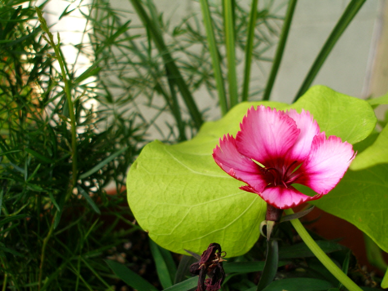 Dianthus