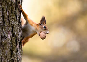 Looking for nuts