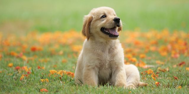 Dog-puppy-on-garden-royalty-free-image-1586966191 by KrewFam4Life on  DeviantArt